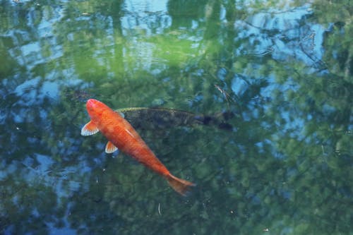бесплатная Апельсиновая рыба кои Стоковое фото