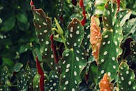 户外花园中，充满活力的斑点秋蓟特写镜头，带有独特的白色圆点