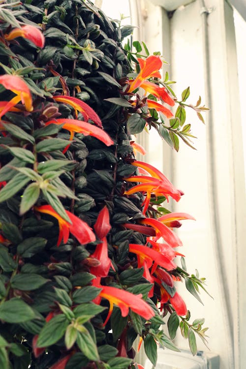 From below of blooming Columnea Arguta with yellow red flowers and green leaves climbing building facade