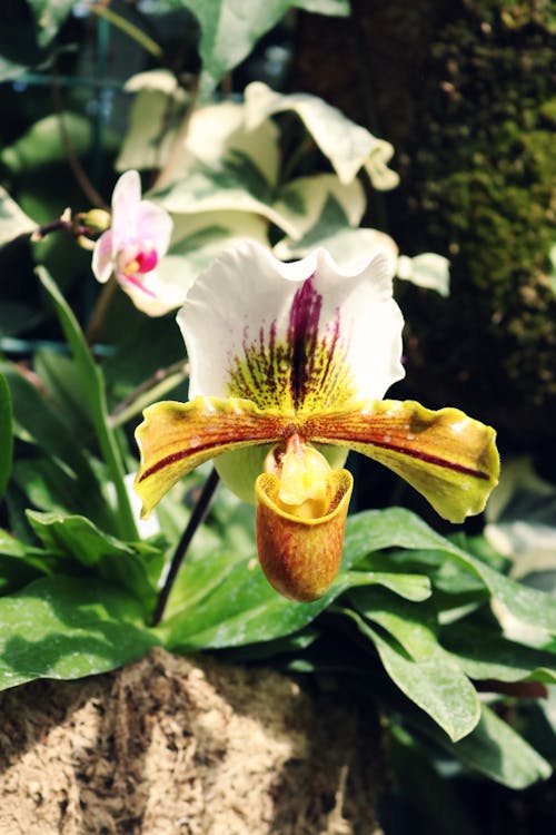 Bright blossoming flower of orchid in sunlight