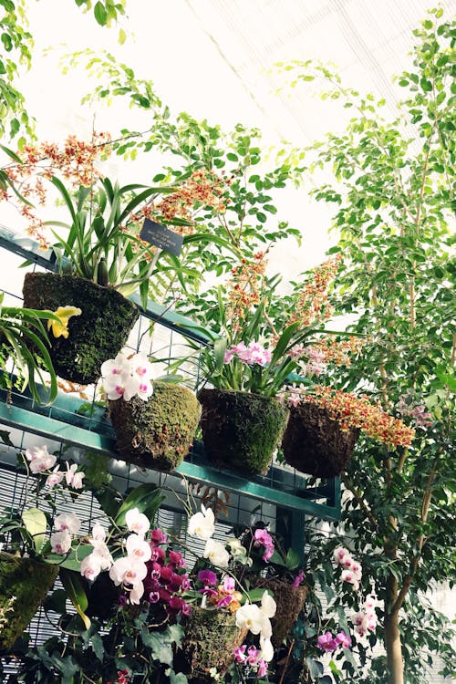 From below of various multicolored blooming orchids growing in pots in sunny tropical greenhouse