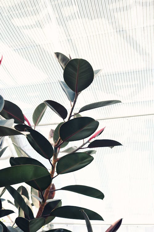 Free Ficus plant growing in modern hothouse Stock Photo