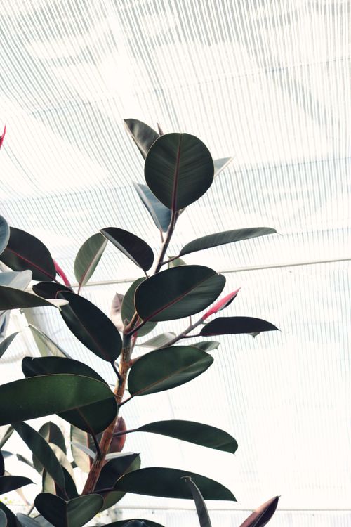Free From below of fragment of Ficus elastica with beautiful green leaves growing in modern sunny greenhouse Stock Photo