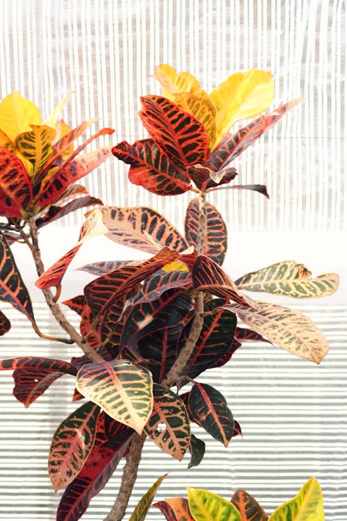 Leaves of Codiaeum Variegatum on striped background