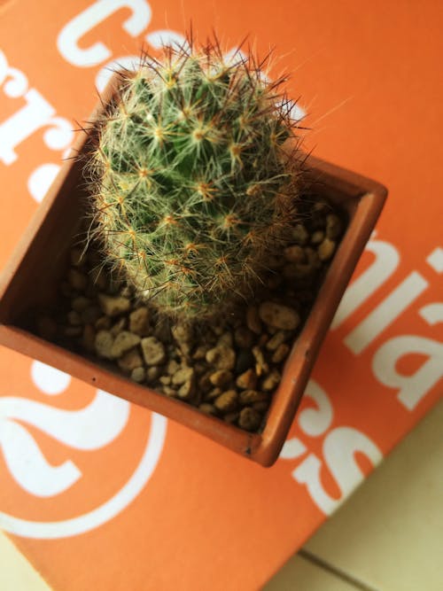 Free stock photo of cactus, plant