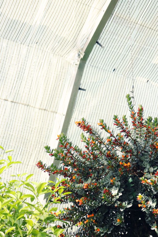 Colourful flowers in a botanical greenhouse