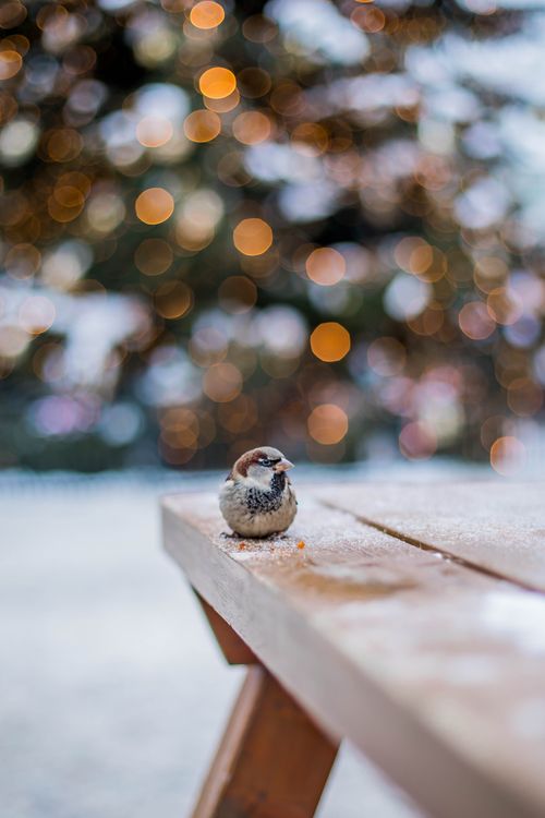 Free A small sparrow sits on a snow-dusted wooden table with festive bokeh lights behind. Stock Photo