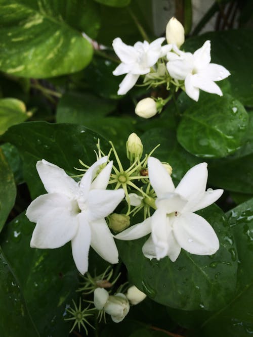 꽃, 재스민 속, 하얀 꽃의 무료 스톡 사진