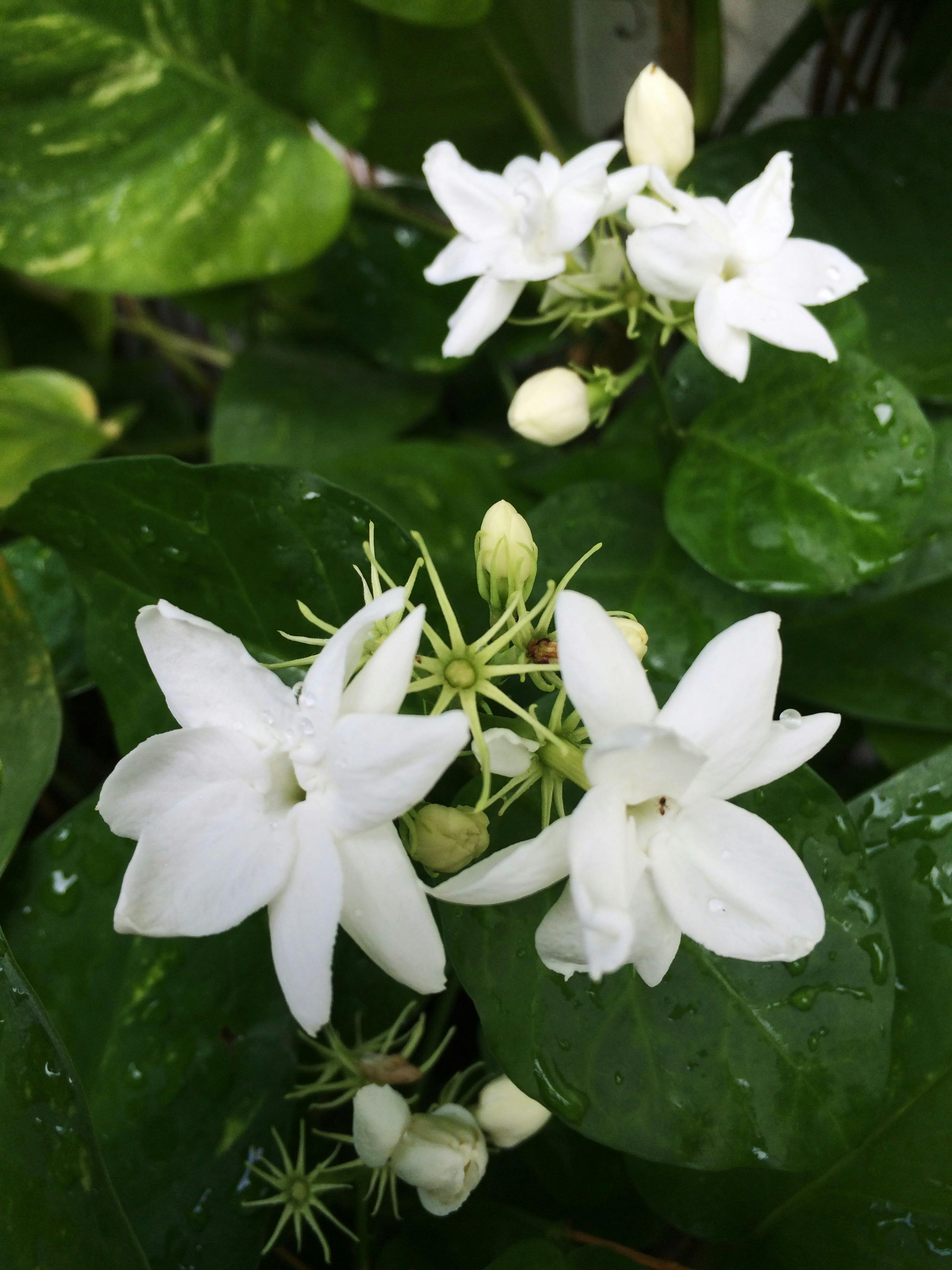 Free stock photo of flower, flowers, jasmine