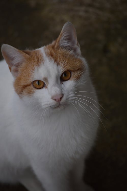 Fotobanka s bezplatnými fotkami na tému cicavec, domáce zviera, domáci