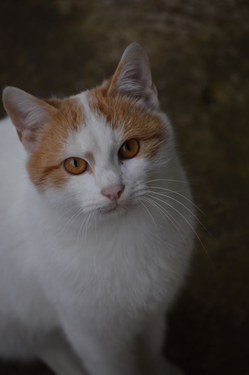 Free Adorable white and orange cat with inquisitive look in natural light setting. Stock Photo