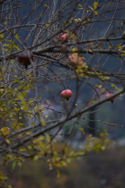 무료 가지, 계절, 과일의 무료 스톡 사진