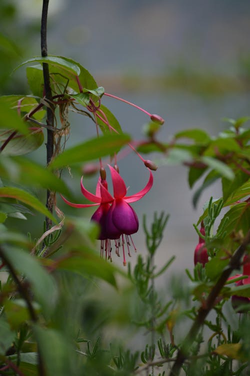 Selective Focus Photo of Blooming Fuchsia
