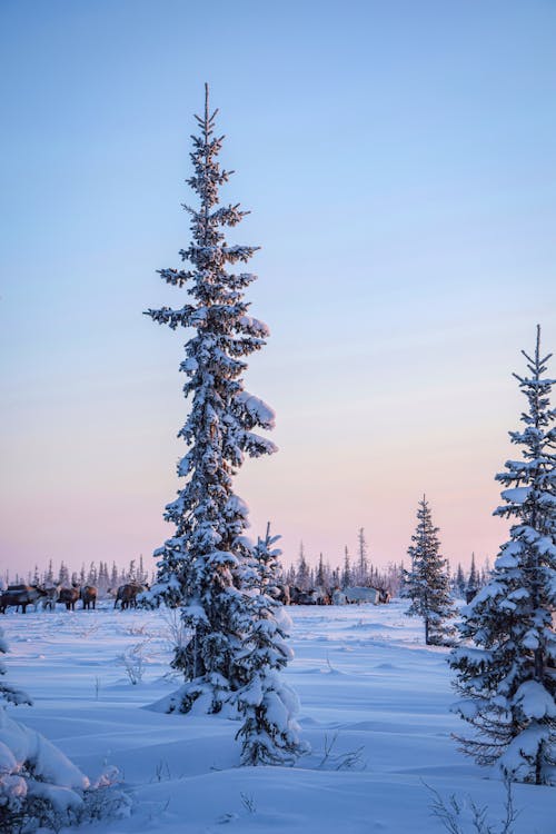 açık hava, buz gibi hava, çam ağaçları içeren Ücretsiz stok fotoğraf