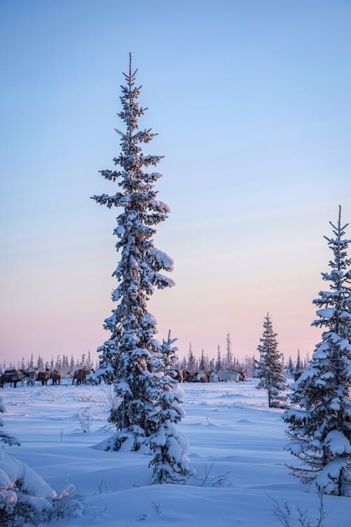 Green Pine Trees on Snow Covered Ground