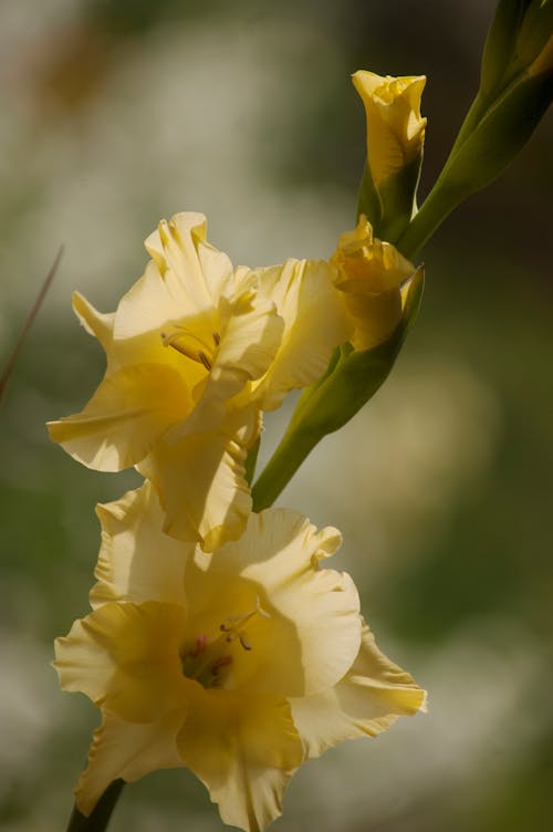Gratis stockfoto met gele glladioli, gladiolenbloem, gladiolus stick