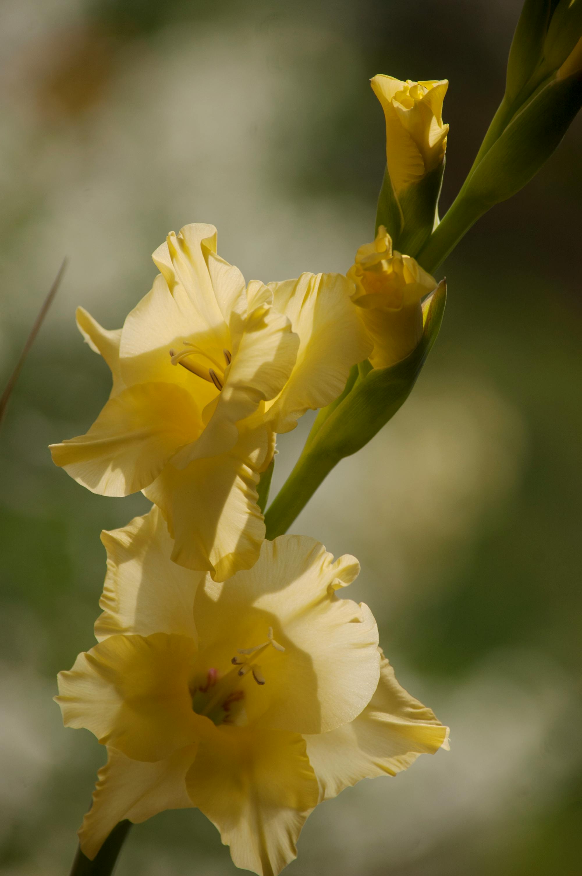 Free stock photo of Gladiolus Flower, Gladiolus Stick, Yellow Glladioli