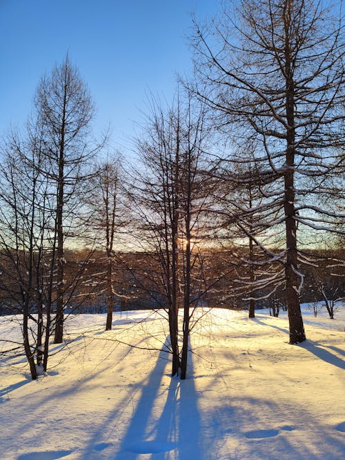 Immagine gratuita di alba, alberi spogli, cielo azzurro