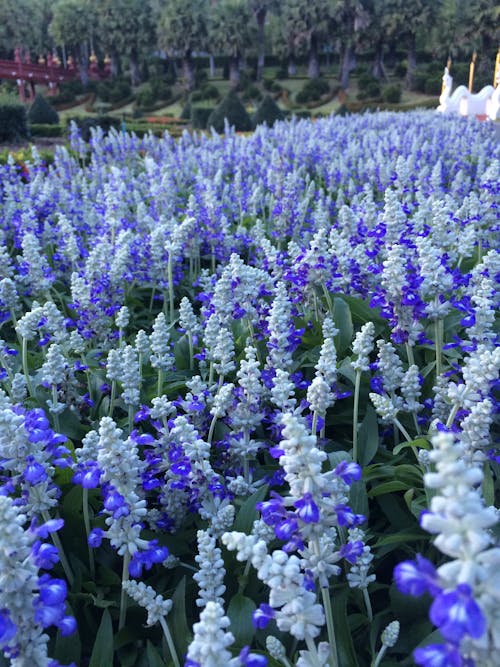 紫色, 花, 藍色 的 免費圖庫相片