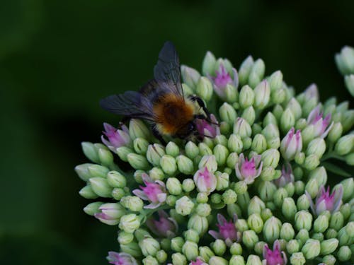 Foto stok gratis alam yang indah, fotografi serangga, keindahan di alam
