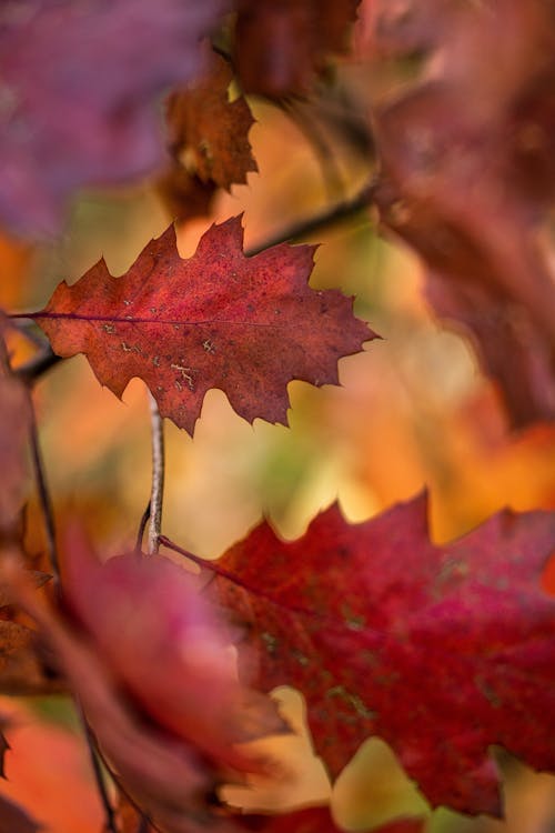 Close-Up Shot of Brown Maple Leaf