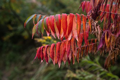 Free Beautiful close-up of red autumn foliage in Kaliningrad, Russia. Stock Photo