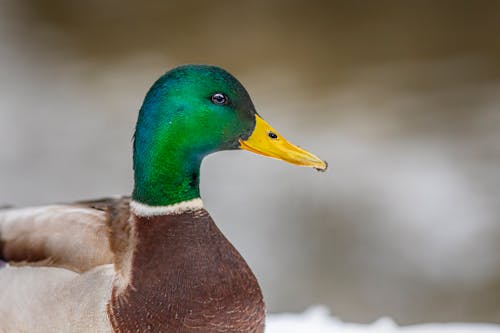 Brown and Green Mallard Duck