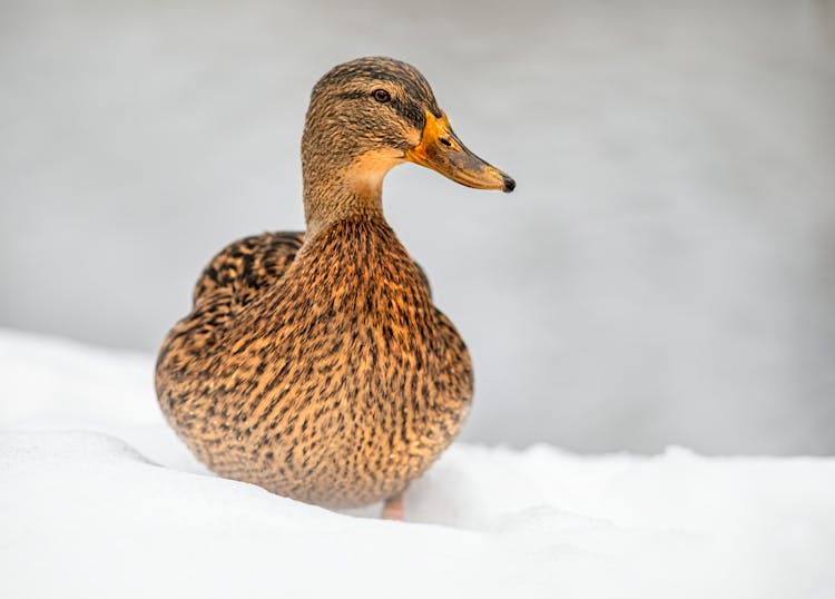 A Mallard Duck On The Snow 