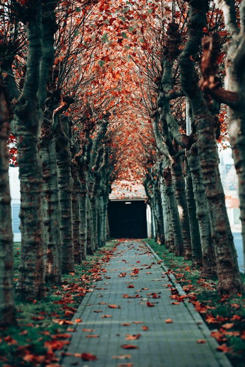 Fallen Leaves on Pathway Between Trees