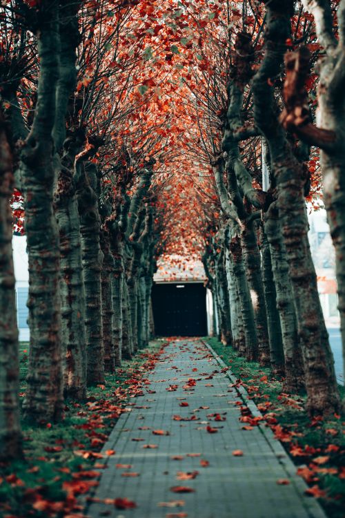 Colorful Autumn Pathway with Vibrant Foliage · Free Stock Photo