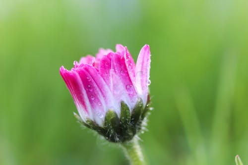 Beautiful Pink Daisy Flower 