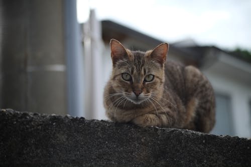 Ingyenes stockfotó állat, aranyos macska, bicolor macska témában