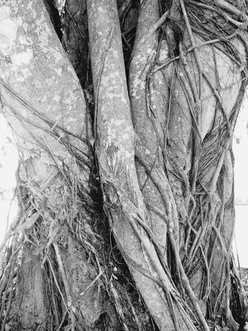 Základová fotografie zdarma na téma kmen, kmen stromu, strom