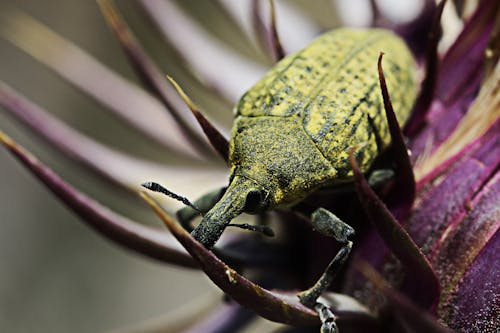 Gratis arkivbilde med bille, insekt, insektfotografering Arkivbilde