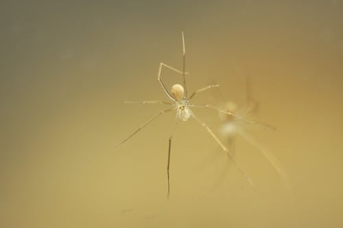 Základová fotografie zdarma na téma bílý pavouk, fotografie divoké přírody, fotografování zvířat