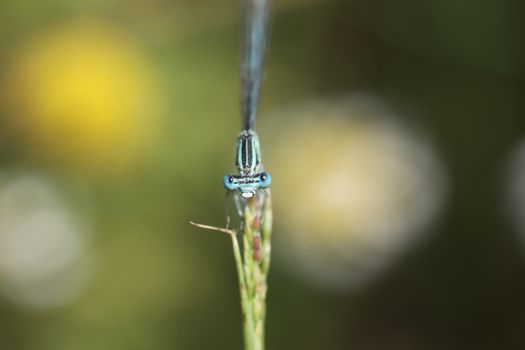 Blue and White Dragonfly Perched on Green Plant Stem in Close Up Photography