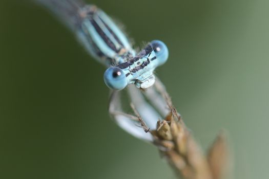 Green and Brown Dragonfly on Brown Stem in Tilt Shift Lens