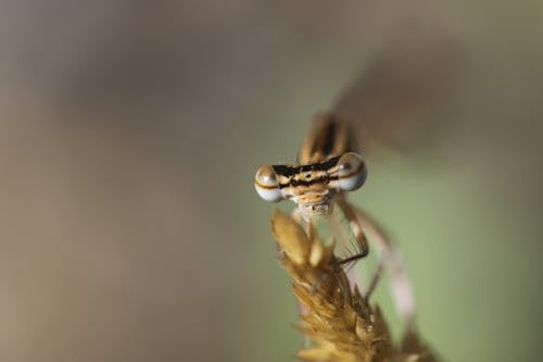 Kostenlos Kostenloses Stock Foto zu augen, damselfly, entomologie Stock-Foto
