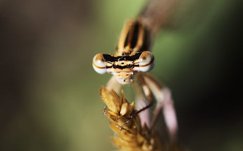 Bezpłatne Darmowe zdjęcie z galerii z owad, ważka, zbliżenie Zdjęcie z galerii