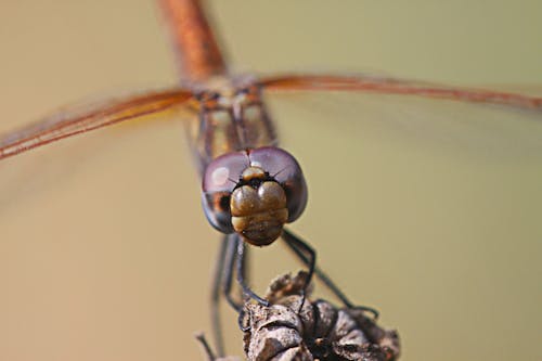 무료 곤충, 곤충 사진, 눈의 무료 스톡 사진