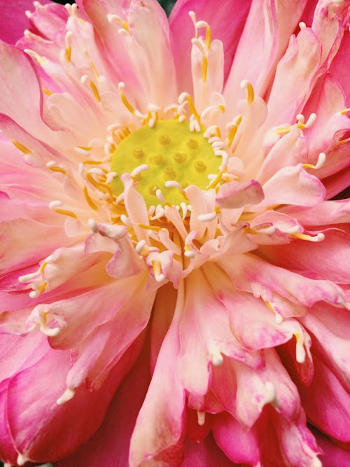 Základová fotografie zdarma na téma květiny, kytka, lotos