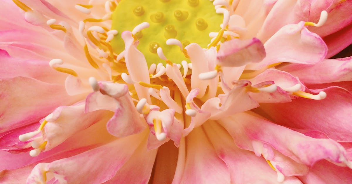 Free stock photo of flower, flowers, lotus