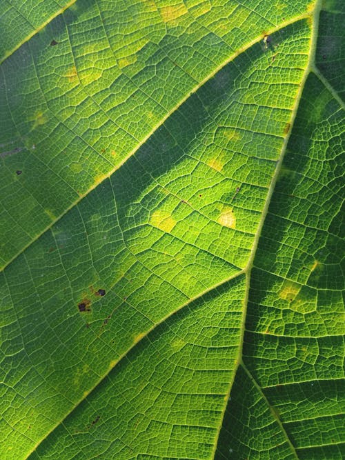 Macro Photograph of a Green Leaf