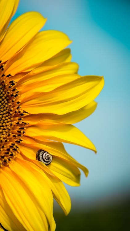 Gele Zonnebloem