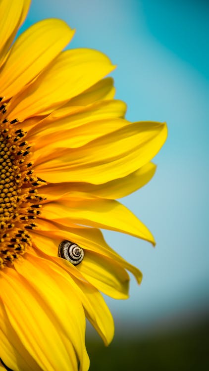 Free Yellow Sunflower Stock Photo