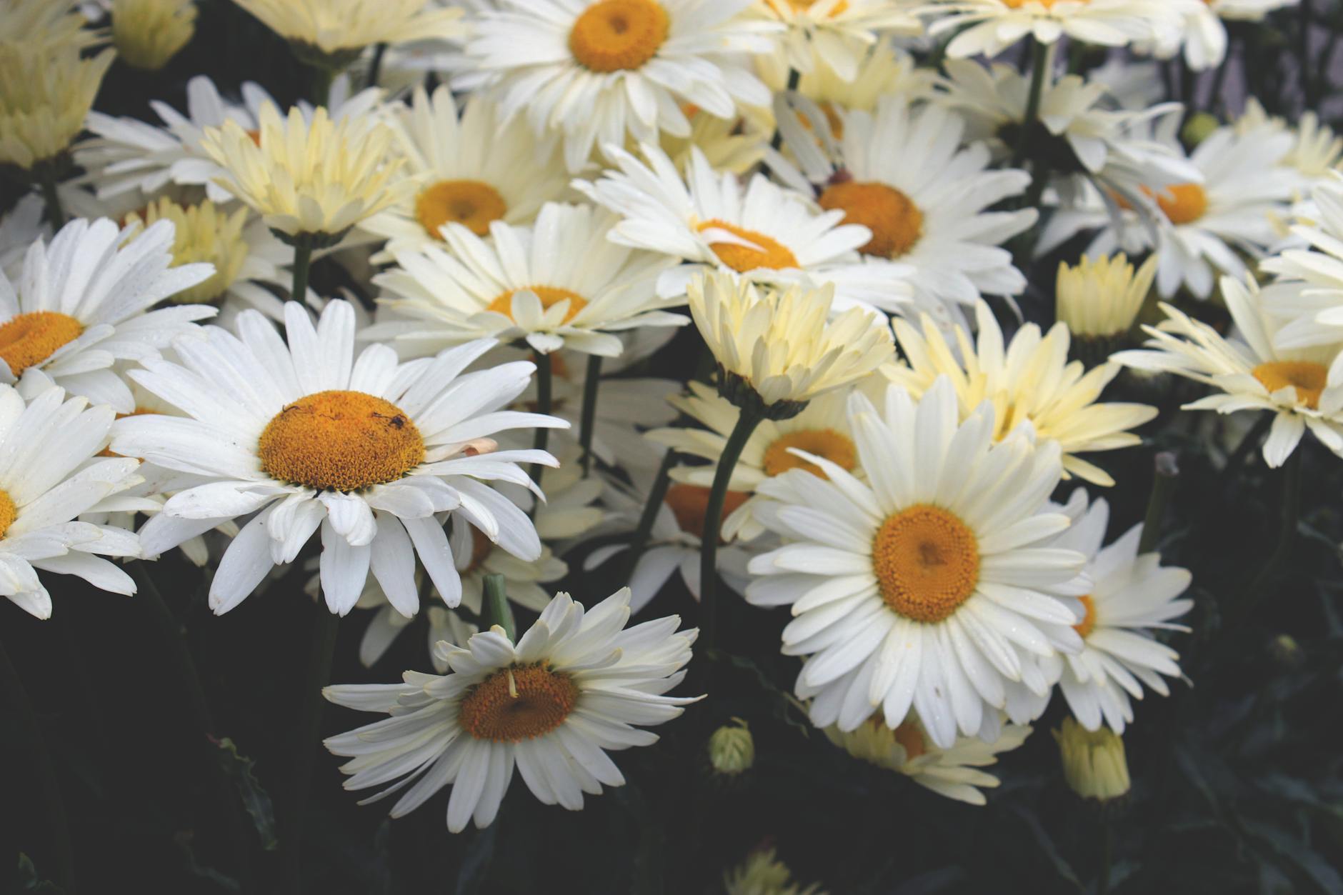 Yellow Daisies Closeup Photography at Daytime