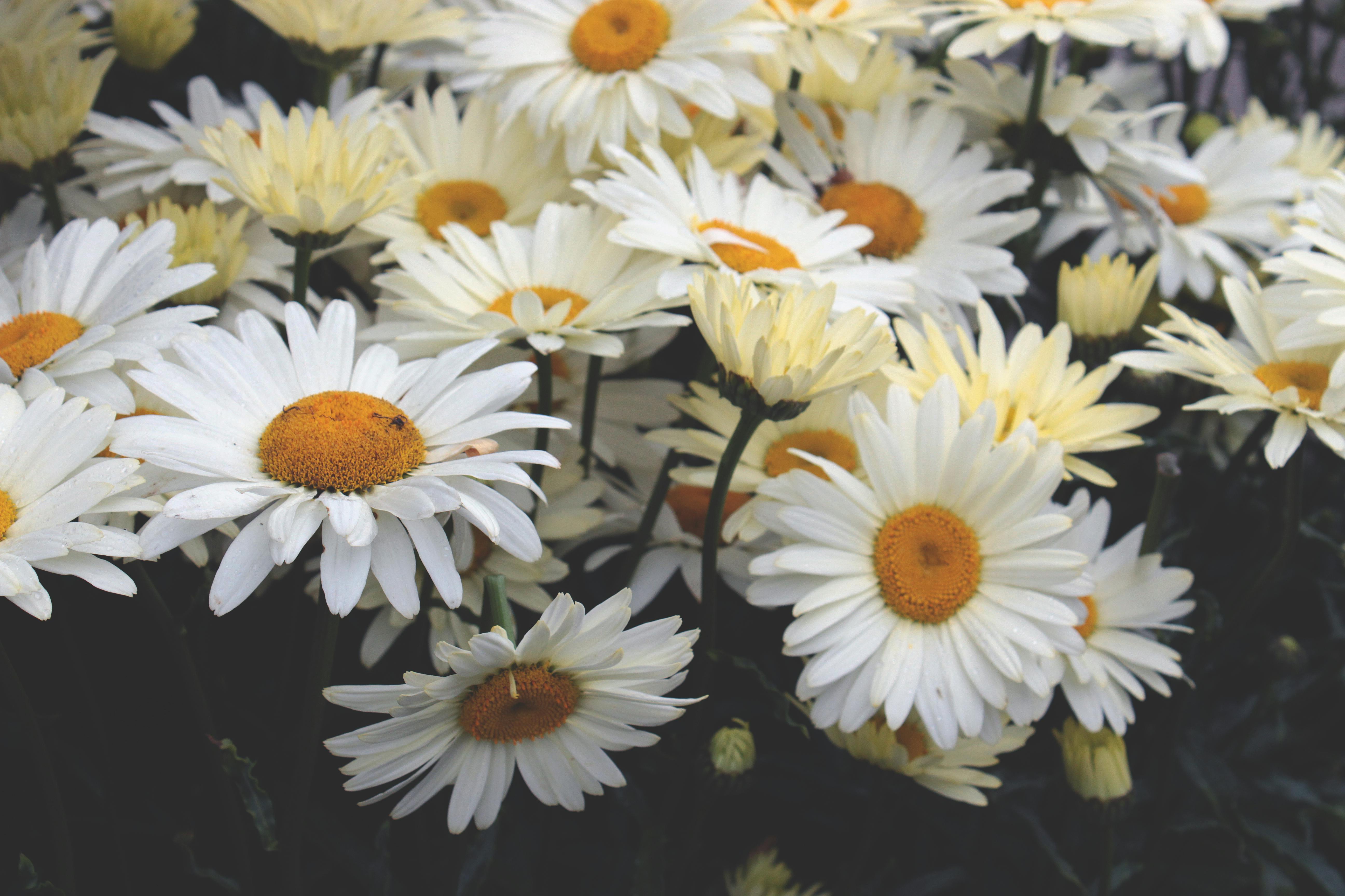 1000+ Great White Flower Photos · Pexels · Free Stock Photos