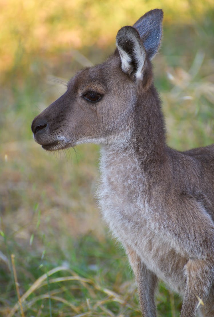 Close-Up Photograph Of A Joey Kangaroo