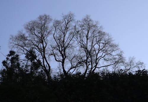 Ücretsiz çıplak ağaçlar, gökyüzü, siluet içeren Ücretsiz stok fotoğraf Stok Fotoğraflar