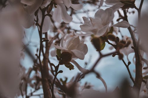 Fotografia Zbliżenie Białych Kwiatów Magnolii